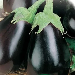 تصویر 1 از خرید بادمجان دلمه ای مشکی + بهترین قیمت